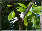 foto Flora e la Fauna alle Seychelles